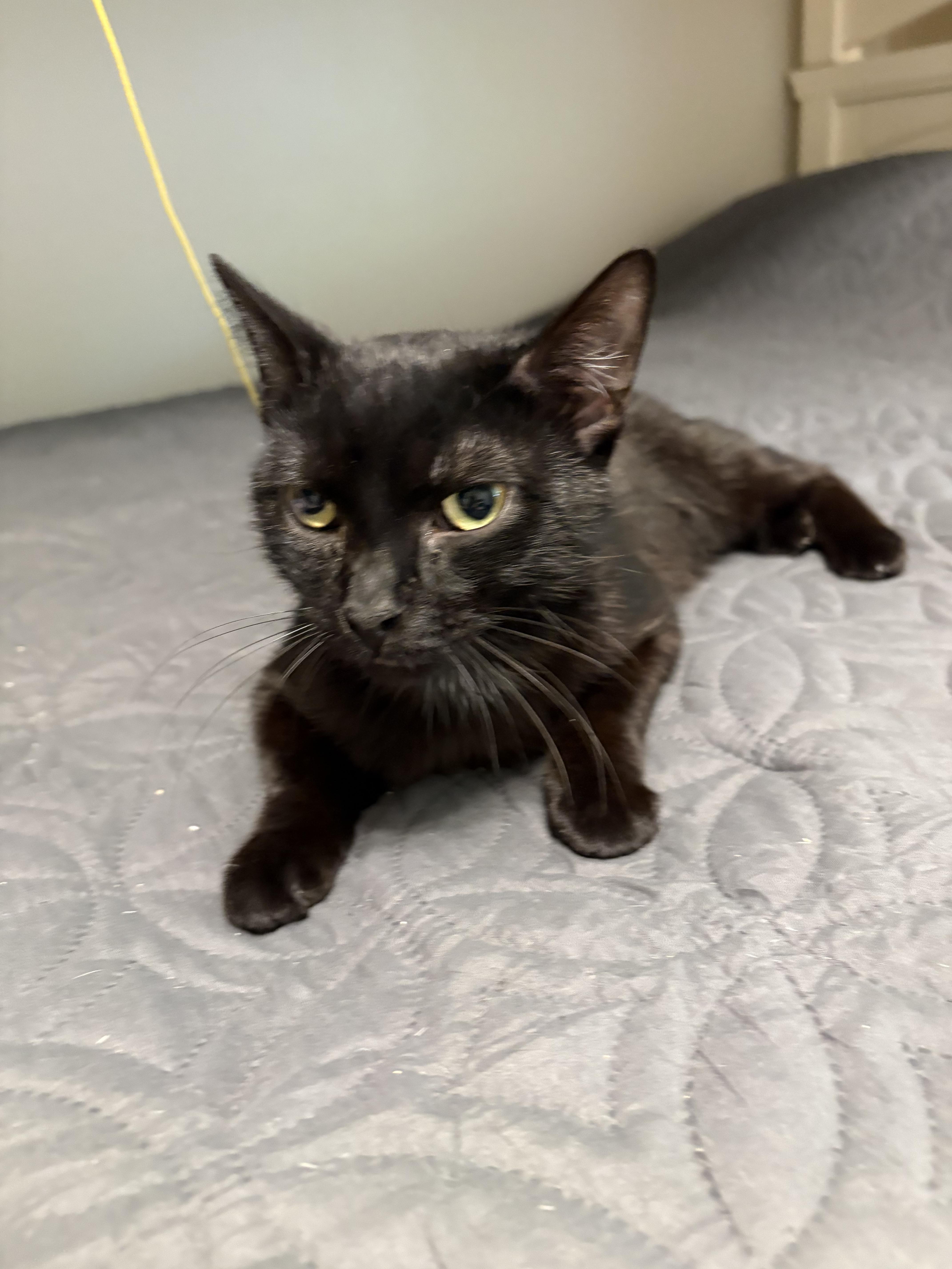 A young medium-sized male Black Domestic Short Hair cat named Raven for adoption in New Albany, OH