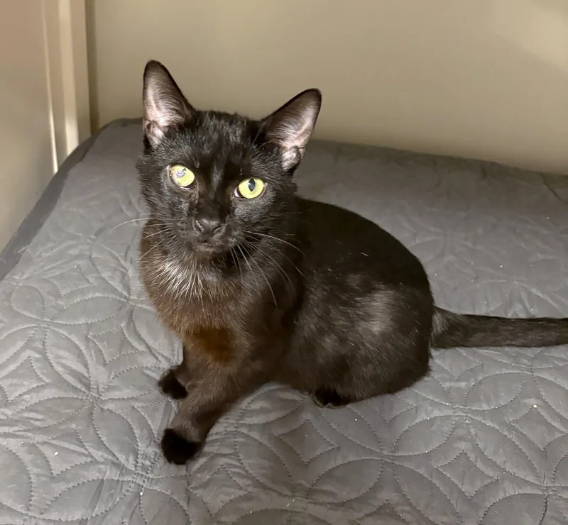 Raven thumbnail 3