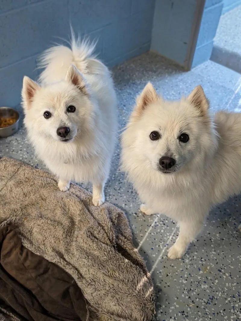 An adult small-sized male American Eskimo Dog named Denali & Juno for adoption in Benson, AZ