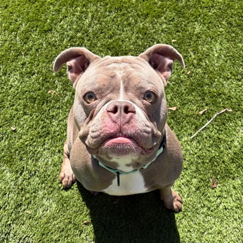 An adult medium-sized female Gray / Blue / Silver Mixed Breed dog named Dory for adoption in Davenport, IA