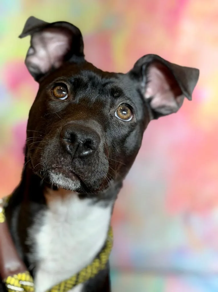 A baby medium-sized female Terrier dog named Ellen for adoption in Wintersville, OH