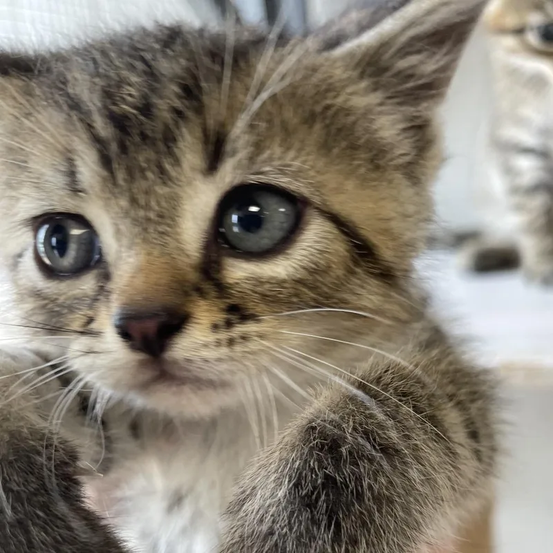 A baby small-sized male Brown / Chocolate Domestic Short Hair cat named Marlon for adoption in Brownsboro, AL
