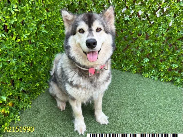 An adult extra large-sized female Mixed Breed dog named Francine for adoption in West Palm Beach, FL
