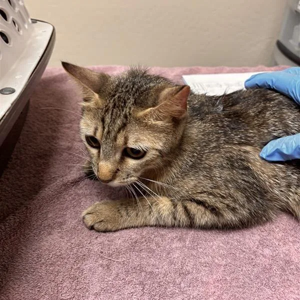 An adult medium-sized female Gray / Blue / Silver Domestic Short Hair cat named Lynn for adoption in Tempe, AZ