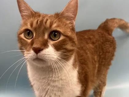 A baby small-sized male Domestic Short Hair cat named Ringo for adoption in Woodbury, MN