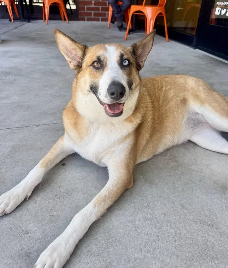 An adult large-sized female Siberian Husky dog named Chani for adoption in Valley Village, CA