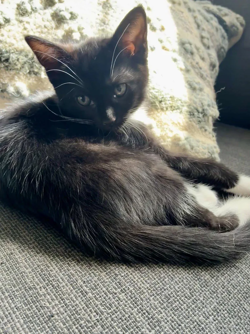A baby medium-sized female Black & White / Tuxedo Domestic Short Hair cat named Honey  Willow Grove for adoption in Greenville, DE