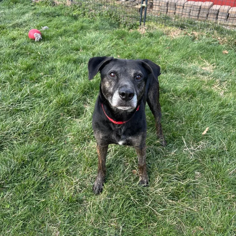 An adult small-sized male Black Labrador Retriever dog named Jack Frost for adoption in Waynesboro, PA