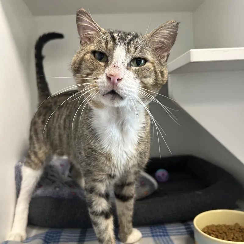 A senior large-sized male Domestic Short Hair cat named Rambling Ralph for adoption in Port Richey, FL