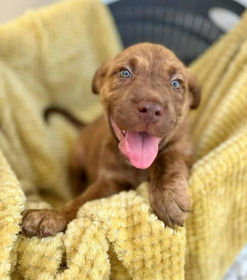 A baby medium-sized male Brindle Plott Hound dog named Pumbaa  A Gem for adoption in Gulfport, MS