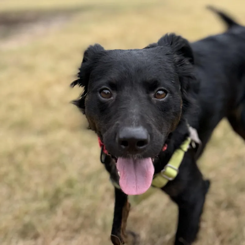 A young medium-sized female Shepherd dog named Velvet for adoption in Bulverde, TX