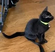 A baby medium-sized female Domestic Short Hair cat named Star  A Little for adoption in Prescott, AZ