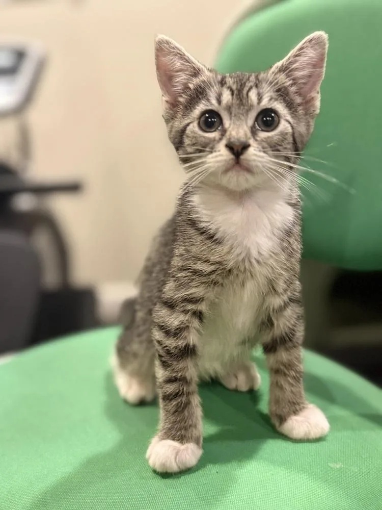 A baby medium-sized female Domestic Short Hair cat named Tempest for adoption in Emerald Isle, NC