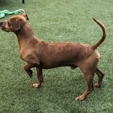 Danny And Wally thumbnail 4