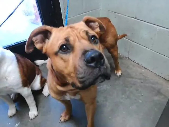 A young medium-sized male Pit Bull Terrier dog named Air for adoption in Tulsa, OK