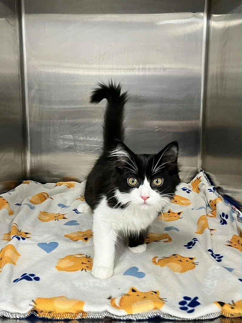 A baby medium-sized female Domestic Long Hair cat named Canada and Mexico for adoption in Blaine, MN