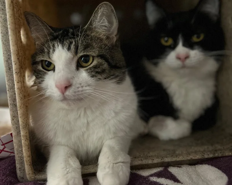 A senior medium-sized male Tabby (Brown / Chocolate) Domestic Short Hair cat named John Mayer for adoption in Raleigh, NC