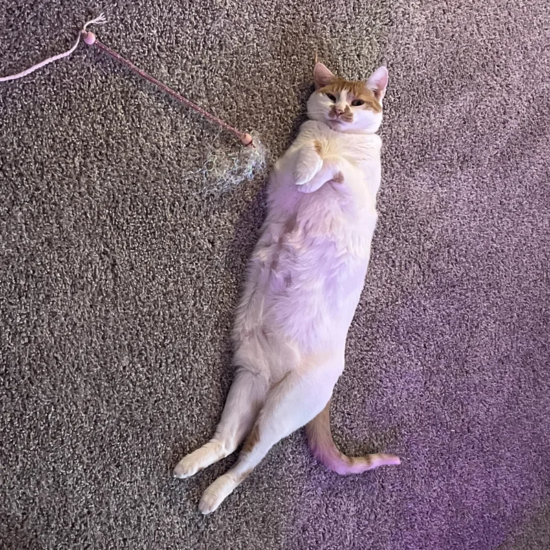 Creme Brulee thumbnail 2