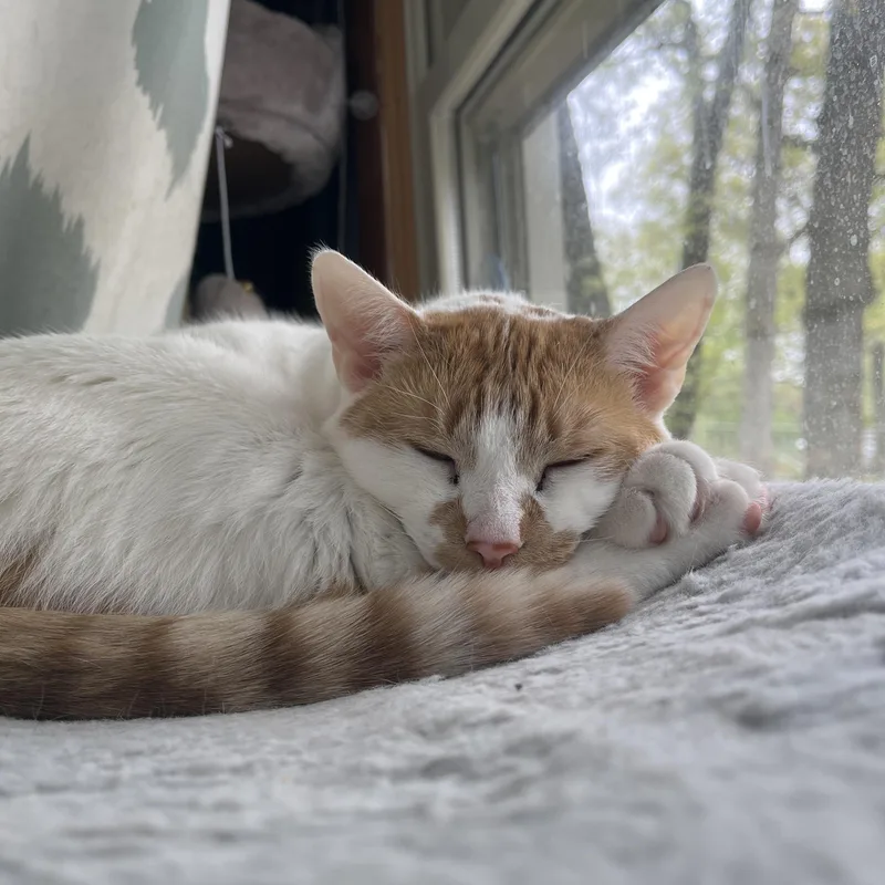 Creme Brulee thumbnail 3