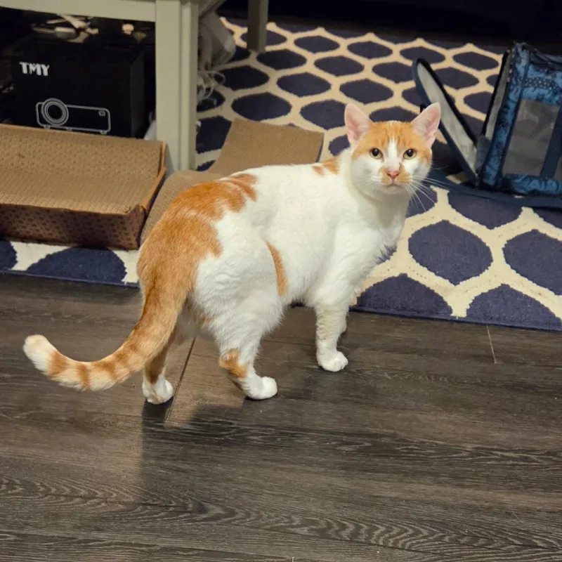 Creme Brulee thumbnail 4