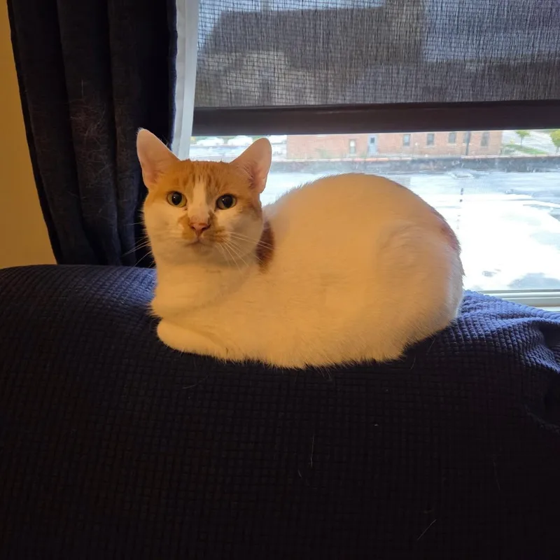 Creme Brulee thumbnail 5