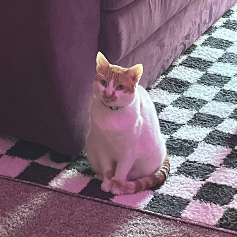 Creme Brulee thumbnail 6