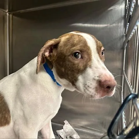 A baby medium-sized male White / Cream Mixed Breed dog named Ben for adoption in Knoxville, TN