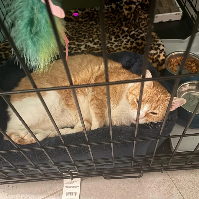 A senior small-sized female Orange / Red Domestic Short Hair cat named Stray Cat for adoption in Rochester, MN