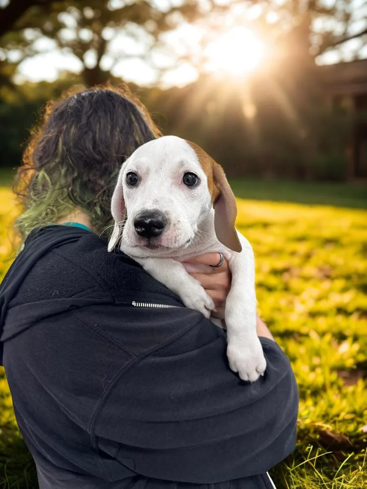 A baby small-sized female White / Cream Mixed Breed dog named Libra for adoption in Elmsford, NY