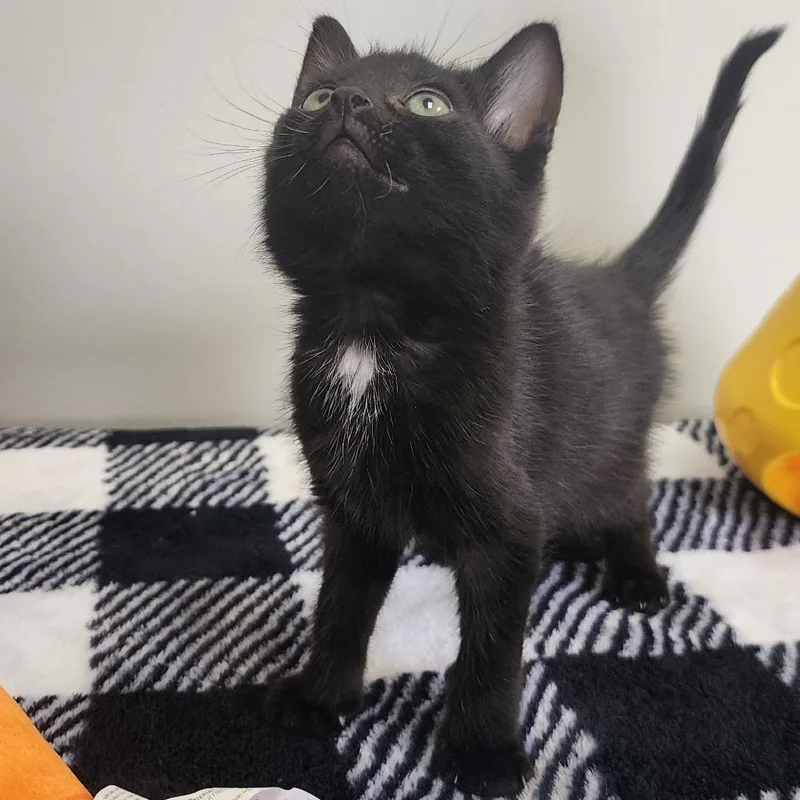 A baby small-sized male Black Domestic Short Hair cat named Mickey Mouse for adoption in Toledo, OH