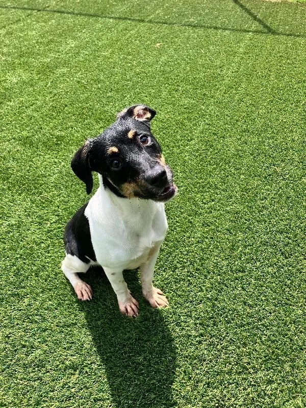 A young medium-sized male Tricolor (Brown, Black, & White) Mixed Breed dog named Ken for adoption in Jackson, TN