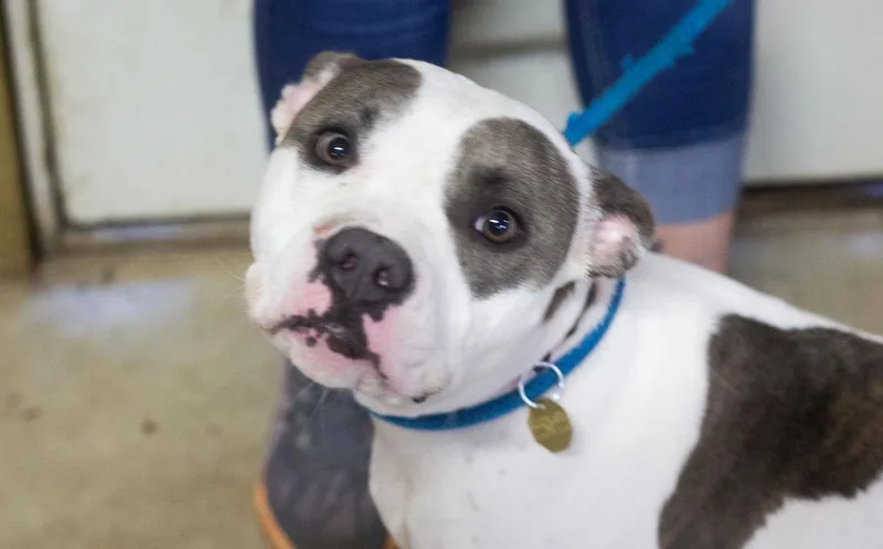 A young large-sized female Pit Bull Terrier dog named Zoey for adoption in Mountain Home, AR