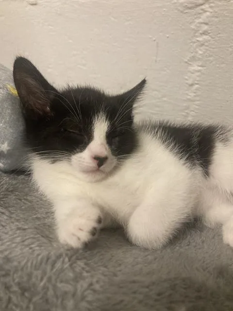 A baby small-sized female Domestic Short Hair cat named Ladybug for adoption in Aliquippa, PA