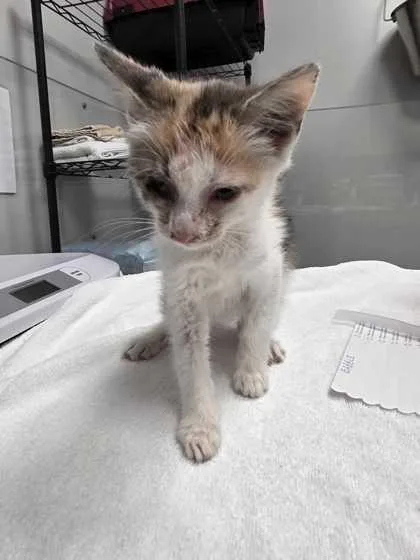 A baby small-sized female Domestic Short Hair cat named Babble for adoption in Sevierville, TN