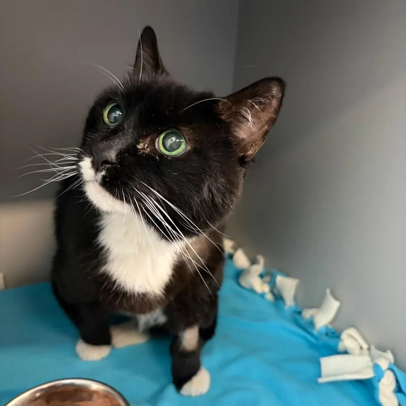 A senior medium-sized female Black Domestic Short Hair cat named Mama for adoption in Sarasota, FL