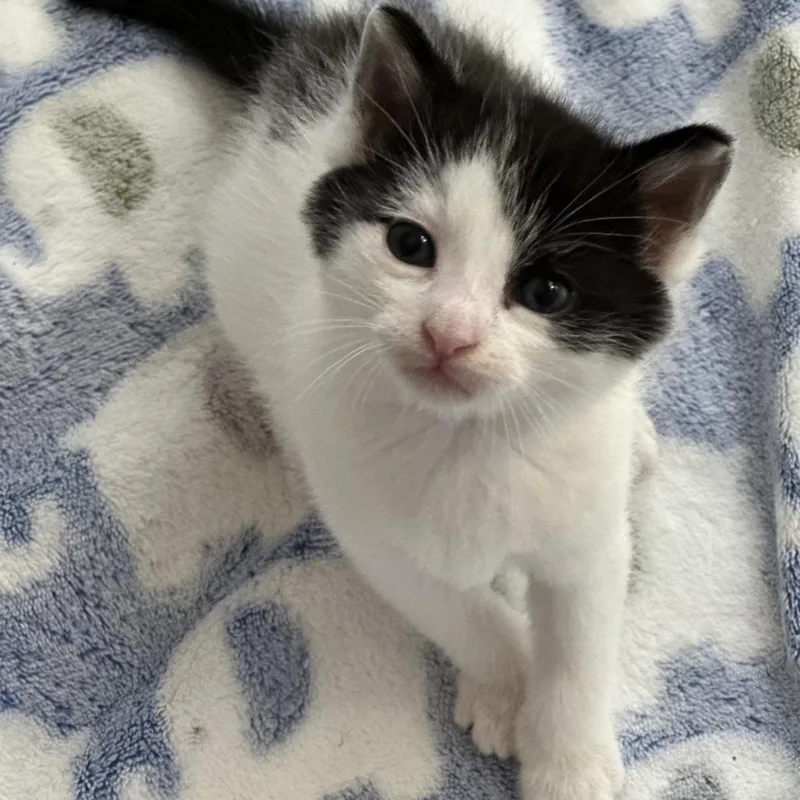 A baby small-sized male Black Domestic Short Hair cat named Dragonfly for adoption in Long Beach, CA