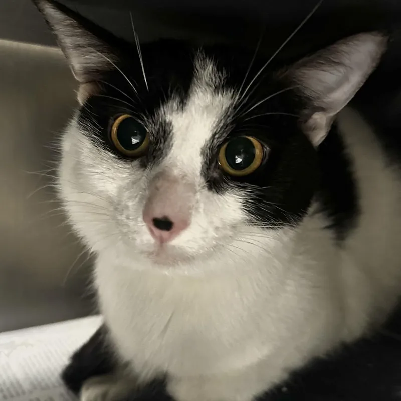 A young medium-sized male White Domestic Short Hair cat named Oreo for adoption in Chicago, IL
