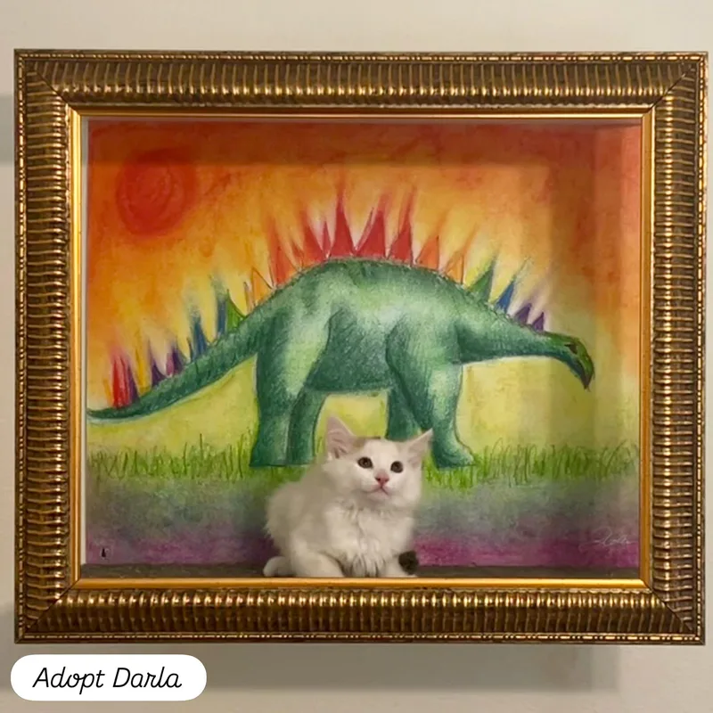 A baby small-sized female Buff & White Calico cat named Darla for adoption in Los Angeles, CA
