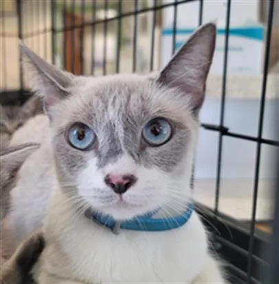 An adult medium-sized female Siamese cat named Liberty for adoption in San Pedro, CA