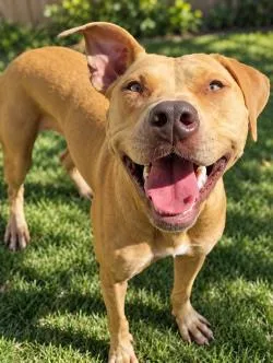 An adult large-sized female Mixed Breed dog named Zoey for adoption in Savannah, GA