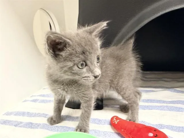 A baby small-sized male Domestic Short Hair cat named Walter for adoption in Ontario, CA