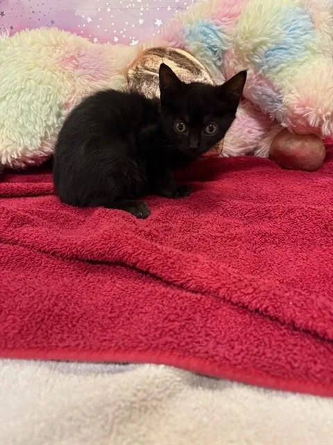 A baby small-sized male Domestic Short Hair cat named Kody for adoption in Modesto, CA