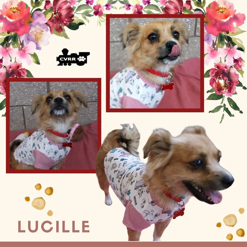 Lucille