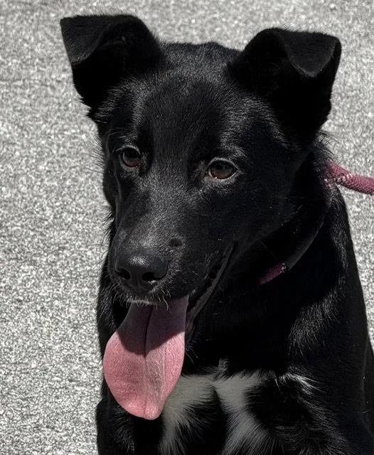 A young medium-sized male Labrador Retriever dog named Woods for adoption in Carrollton, GA