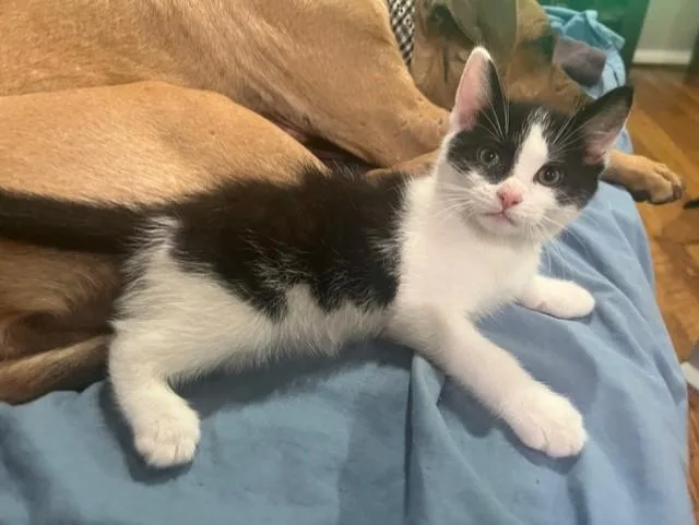 A baby small-sized male Domestic Short Hair cat named Screamy for adoption in Louisville, KY