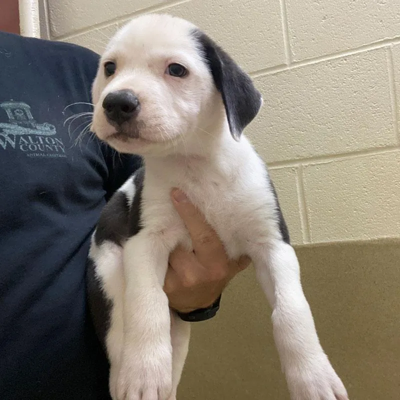 A baby large-sized female Black Great Pyrenees dog named Gretchen for adoption in Monroe, GA