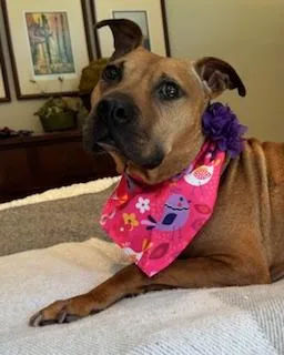 An adult medium-sized female Mixed Breed dog named Snickers for adoption in Arlington, TN