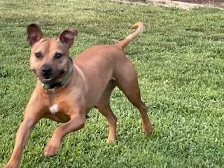 Snickers thumbnail 3