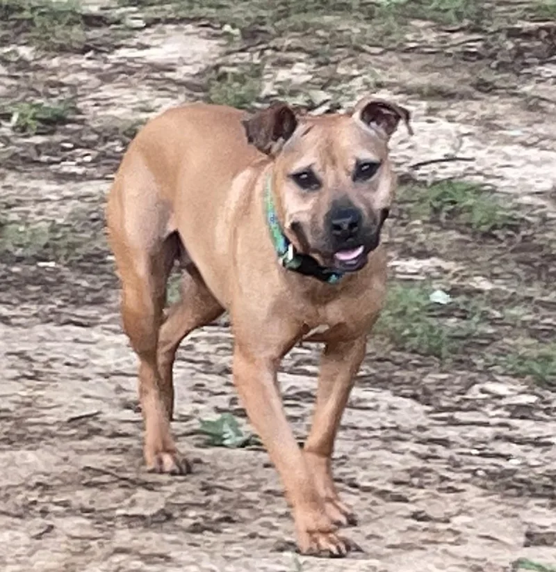 Snickers thumbnail 6