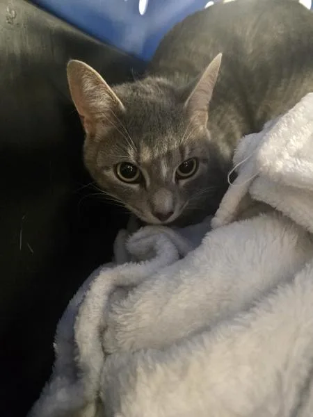 A young medium-sized female Domestic Short Hair cat named Nanners for adoption in Millersville, MD